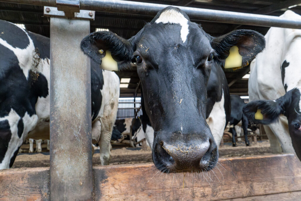 Frome Farm (Web) 049